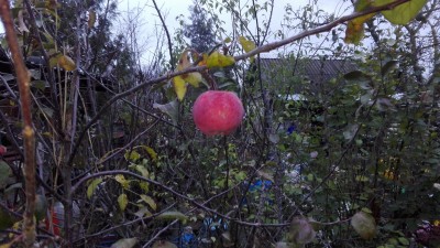 20221105_153743 - красно-мясное яблоко держится без проблем .jpg