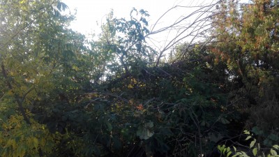 20231001_150702 - сломанное дерево ореха чёрного.jpg