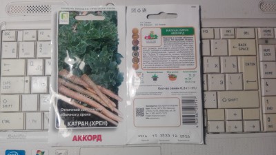 20241125_130225 - катран (татарский хрен) сорта Аккорд.jpg