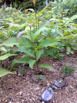 2010.07.04 344.jpg