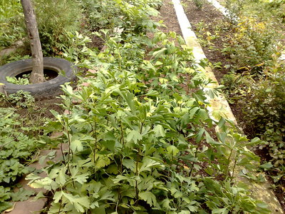 2011.09.29 577 - гинкго .jpg