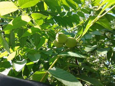 2016-07-03 15.22.23.jpg